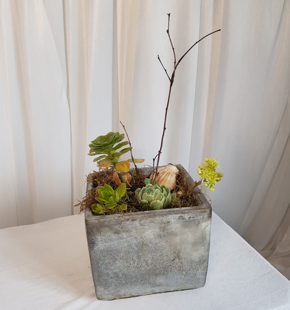 Succulent Planter in Concrete Pot - Large