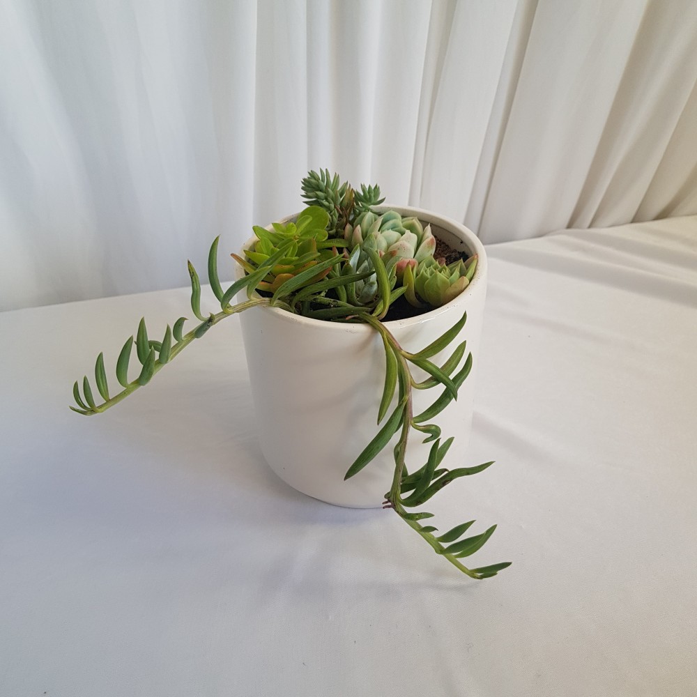 Succulent Planter Pot - White