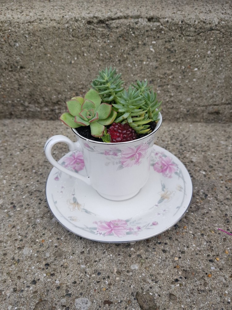 Pretty tea cup succulent planter