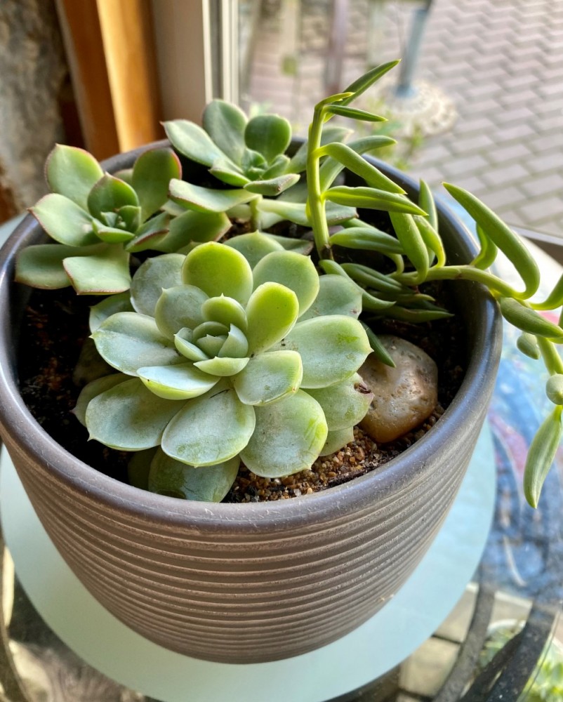 Succulent Pot Plant
