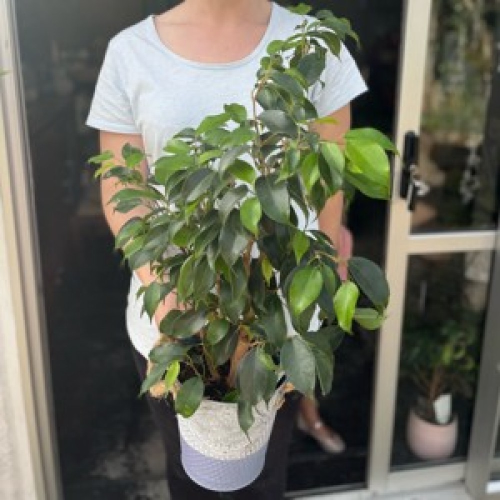 Ficus Danielle In Honeycomb Pot