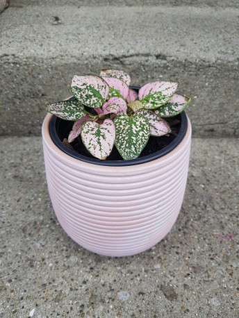 Polka Dot plant - Pink ceramic pot