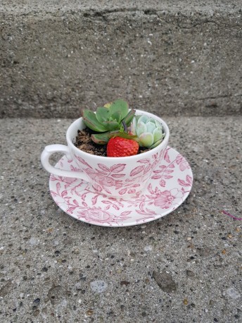 Succulents - Pink floral tea cup
